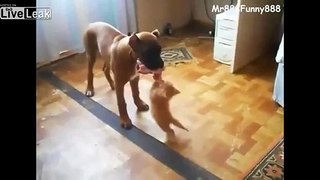Kitten Wants a Piece of the Dog's Food