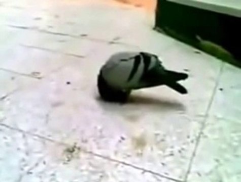 Miracle of Allah in Makkah, a Bird bowing Towards Ka'aba - Ma Sha Allah