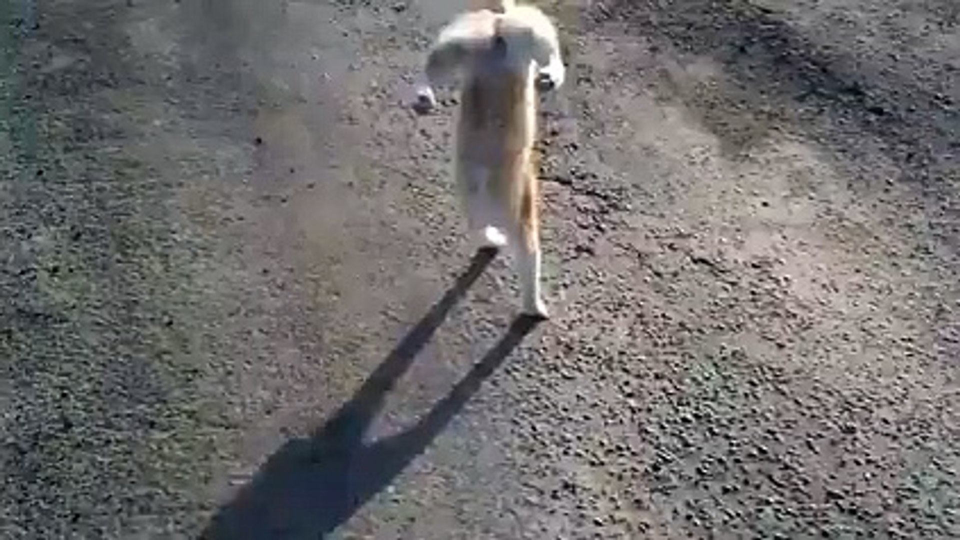 ⁣pet cat circus cat trained cat