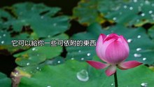 奧修演講靜心：我自己本身就是個問題，我不知道我是誰？該怎麼辦？該去哪裡？