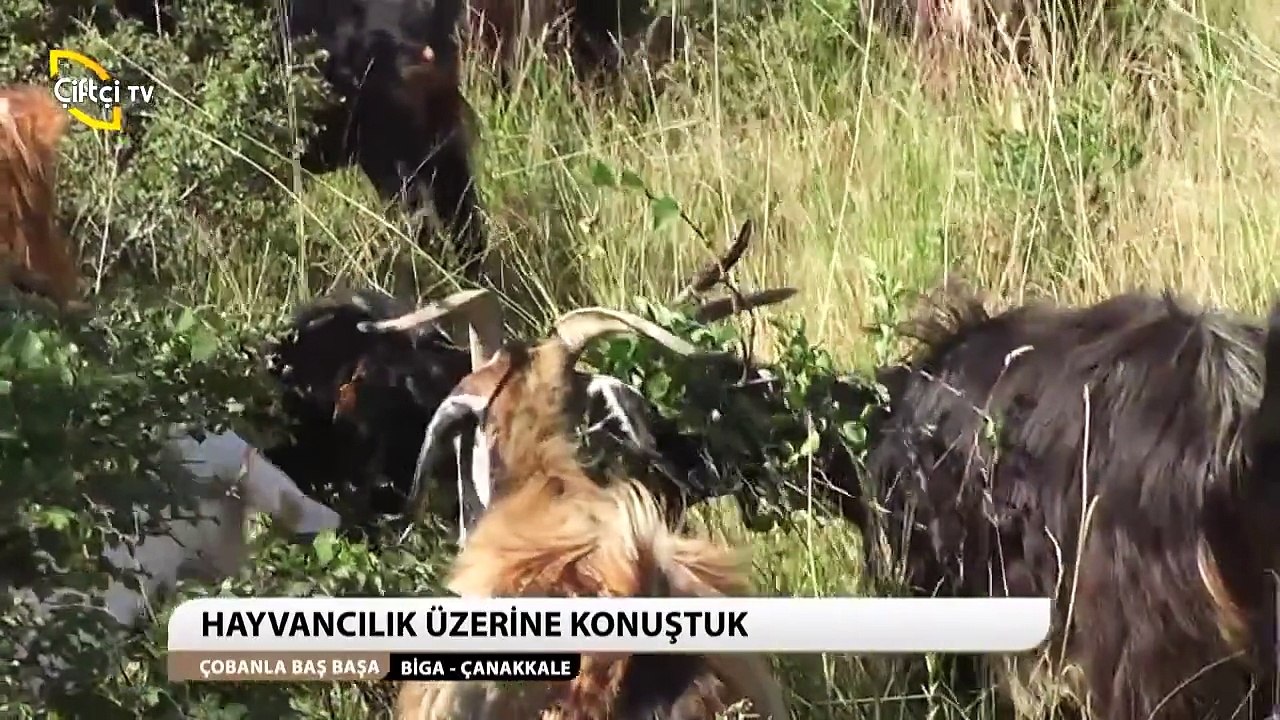 ÇOBANLA BAŞ BAŞA - 9. BÖLÜM Bülent Erdam Güvemalan Keçi Çobanı BİGA- ÇANAKKALE