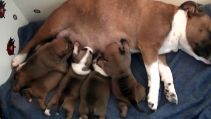 11ème  vidéo La maman et ses chiots de STAFFORDLAND