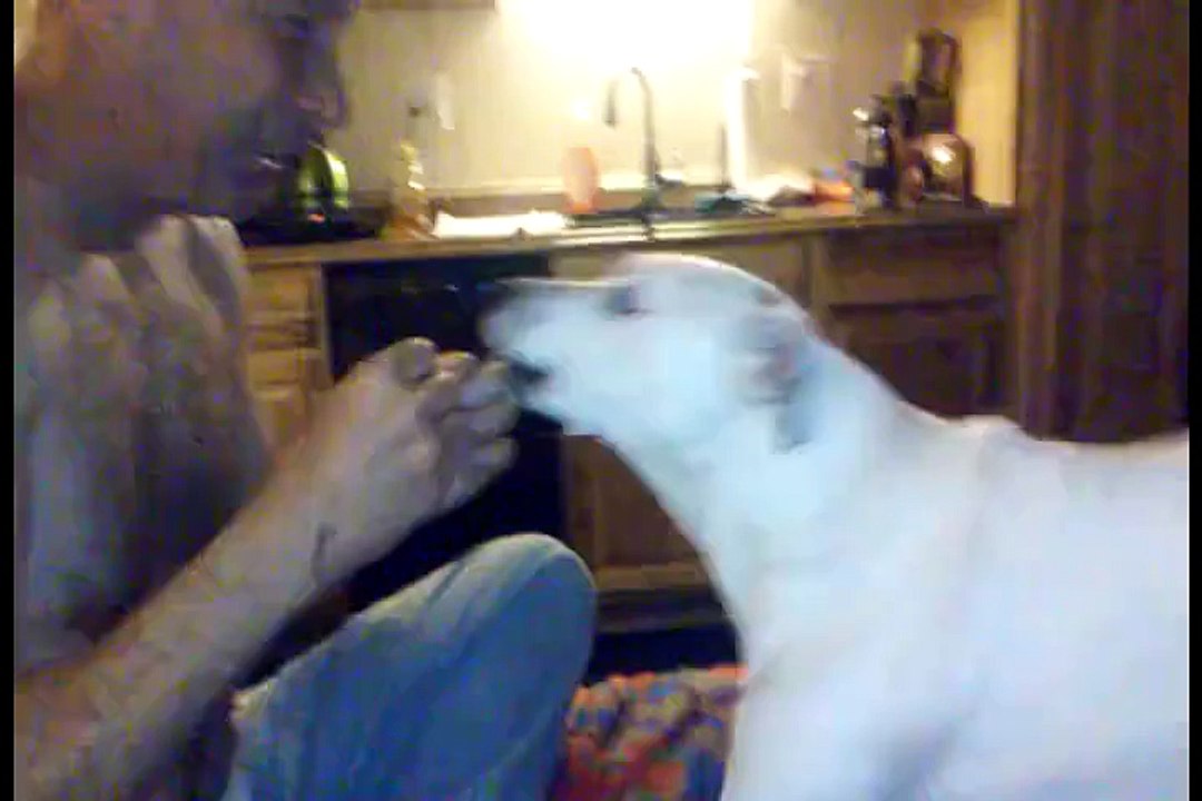 Dog Is Completely Baffled By Magic Trick