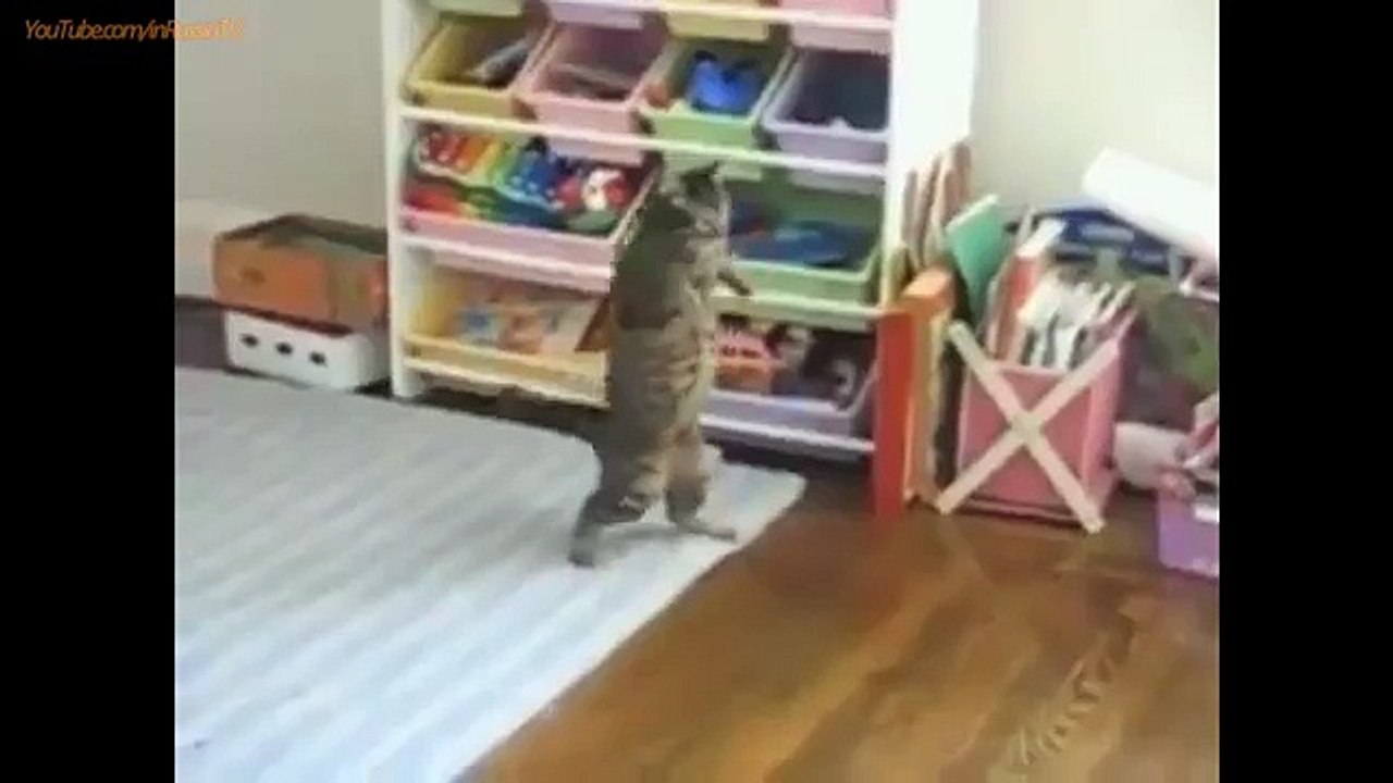 FUNNY CAST - Funny Cats - Funny Animals - Cat Funny Videos - Smart Cats