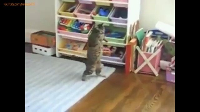 FUNNY CAST - Funny Cats - Funny Animals - Cat Funny Videos - Smart Cats