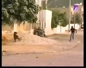 هاهاها اگر آپ کا ھنسنے کو دل کر رھا ھے تو پھر دیکھے یے وڈیو ( Funny Dog Prank)