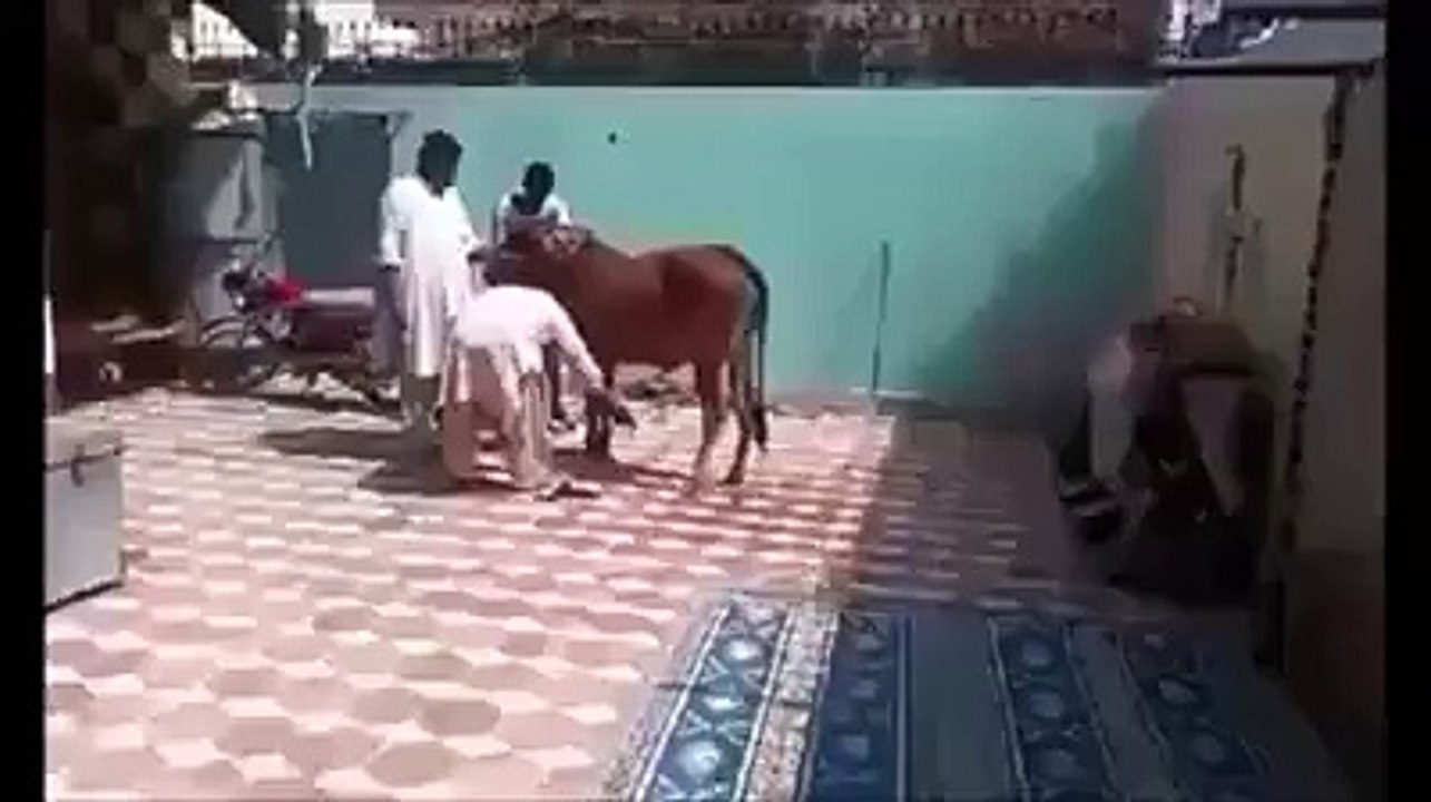 Horse Kick.