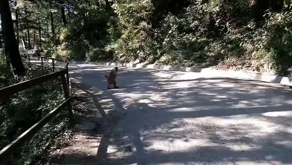 Monkey walks across road like a boss