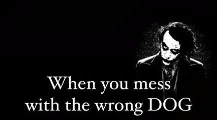 Funny Video... When you mess with the Wrong DOG...