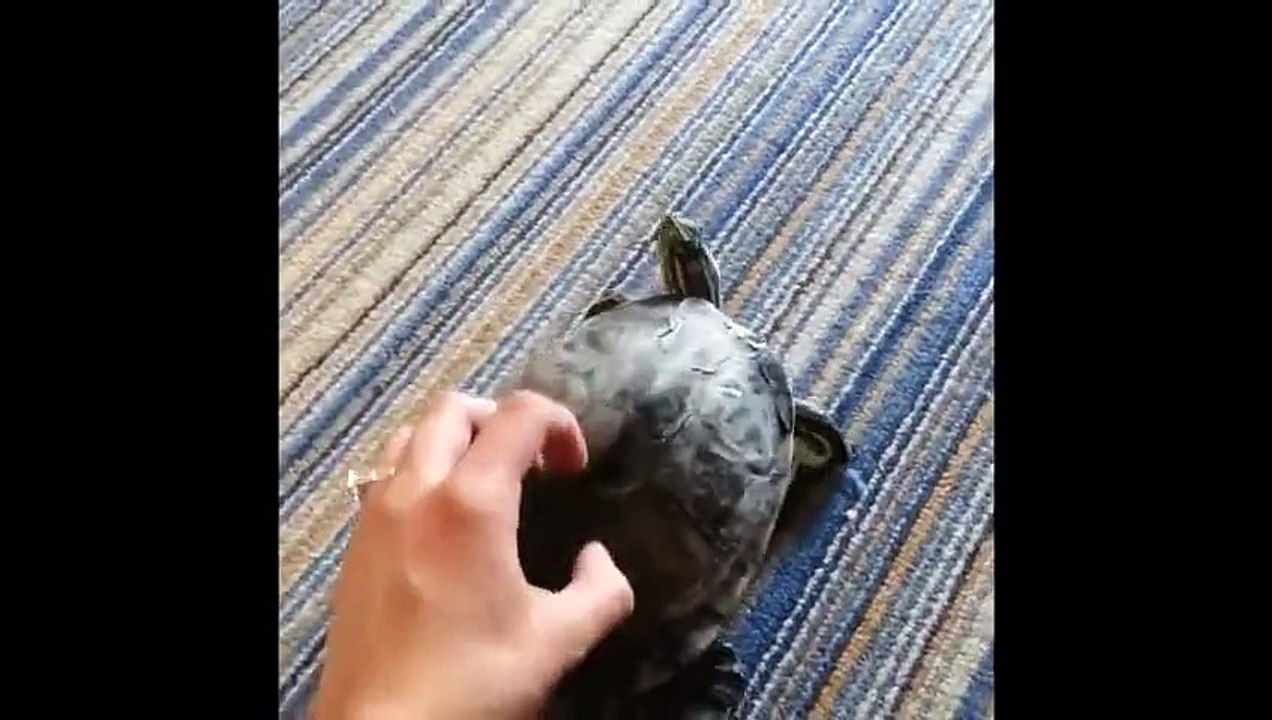 Une tortue trè chatouilleuse...