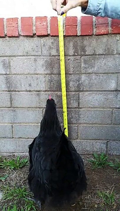 Why Did the Chicken Jump at the Wall