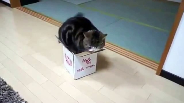 Funny Cats Lustig Lustige Katzen #3