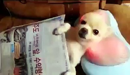 Le journal et un coussin massant. Ce chien a tout pour être heureux