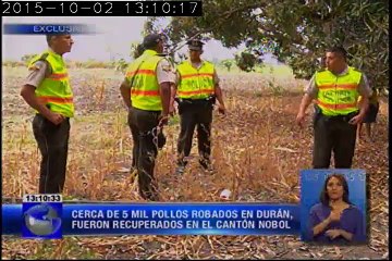 Recuperan camión con miles de pollos robados