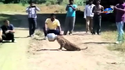 Este leopardo se quedó atorado en un recipiente y nadie lo ayudó por miedo