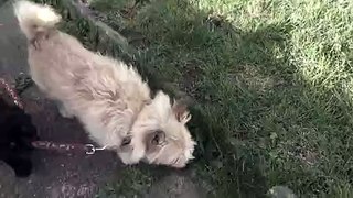 Little Pug Takes Teddy for a Walk