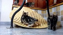 Funny Cats Kittens on Slide