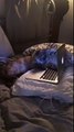 Just a Cat Watching Bird Videos For Hours!