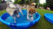 It’s A Happy Husky Pool Party…And We’re Invited!