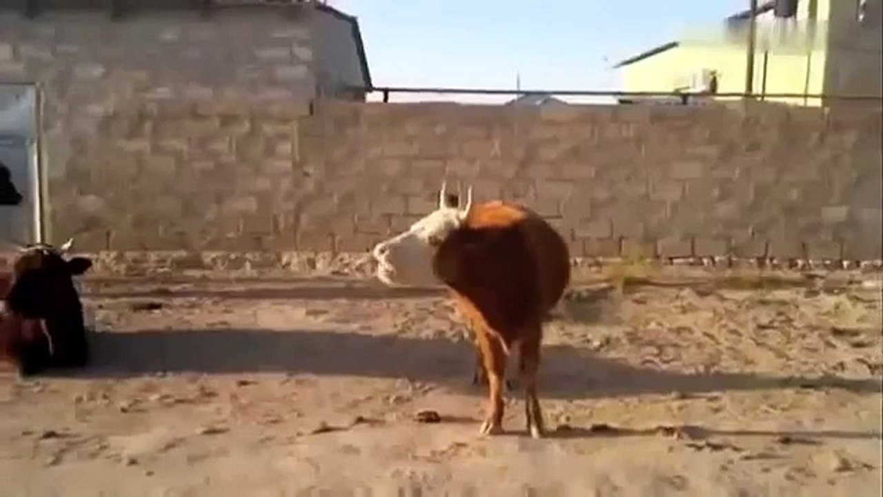 HILARIOUS TERRORIST COW TALKING ENGLISH!