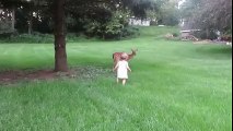 Un faon très ami avec un bébé