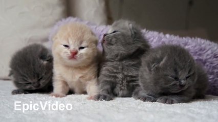 British kittens