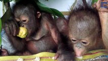 Orphaned Orangutan Gets A Friend