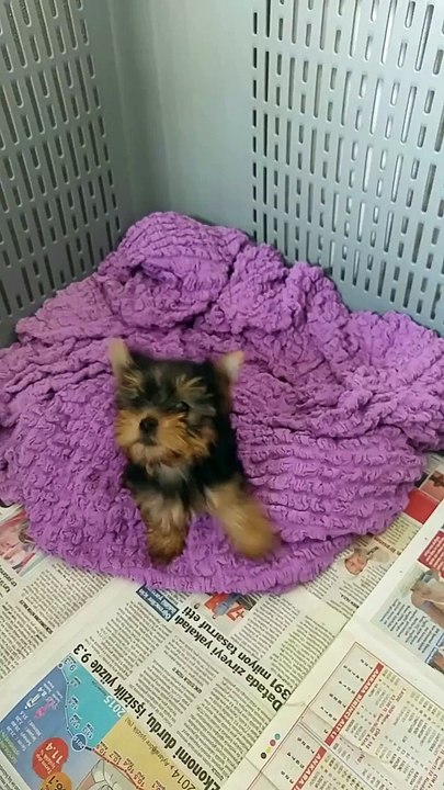 satılık sıfır numara yorkshire terrier yavruları 05414501227