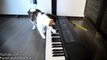 Funny Cat Rocky is a real Keyboard Cat