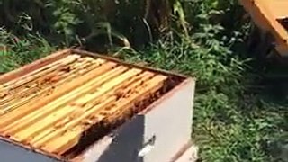 LiveLeak.com - Opening the Bee Hive!