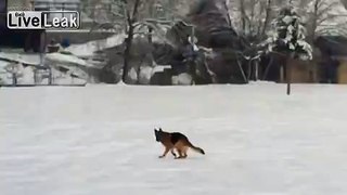 Pet on Ice