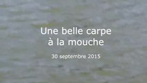 Une belle carpe à la mouche - Septembre 2015