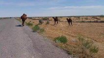 Course vélo / dromadaires