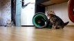 Cutest and funny Kittens vs mat ( cat ninja tricks The best fail and win)