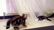 Funny Cats Fighting | Cute Ninja Kittens