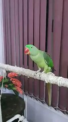 Amazing Parrot Speaking