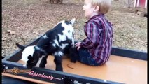 Funny and Cute Baby Goats Compilation