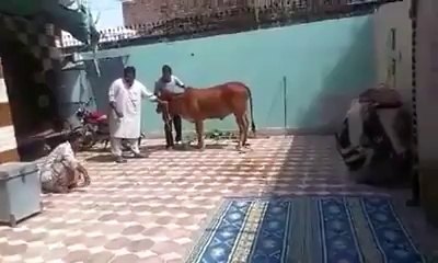 WWF Cow.. Hahahahaha