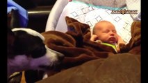 Best,Cute,Funny Cats And Dogs Protecting Babies Compilation