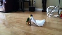 Un perroquet danse comme un foufou