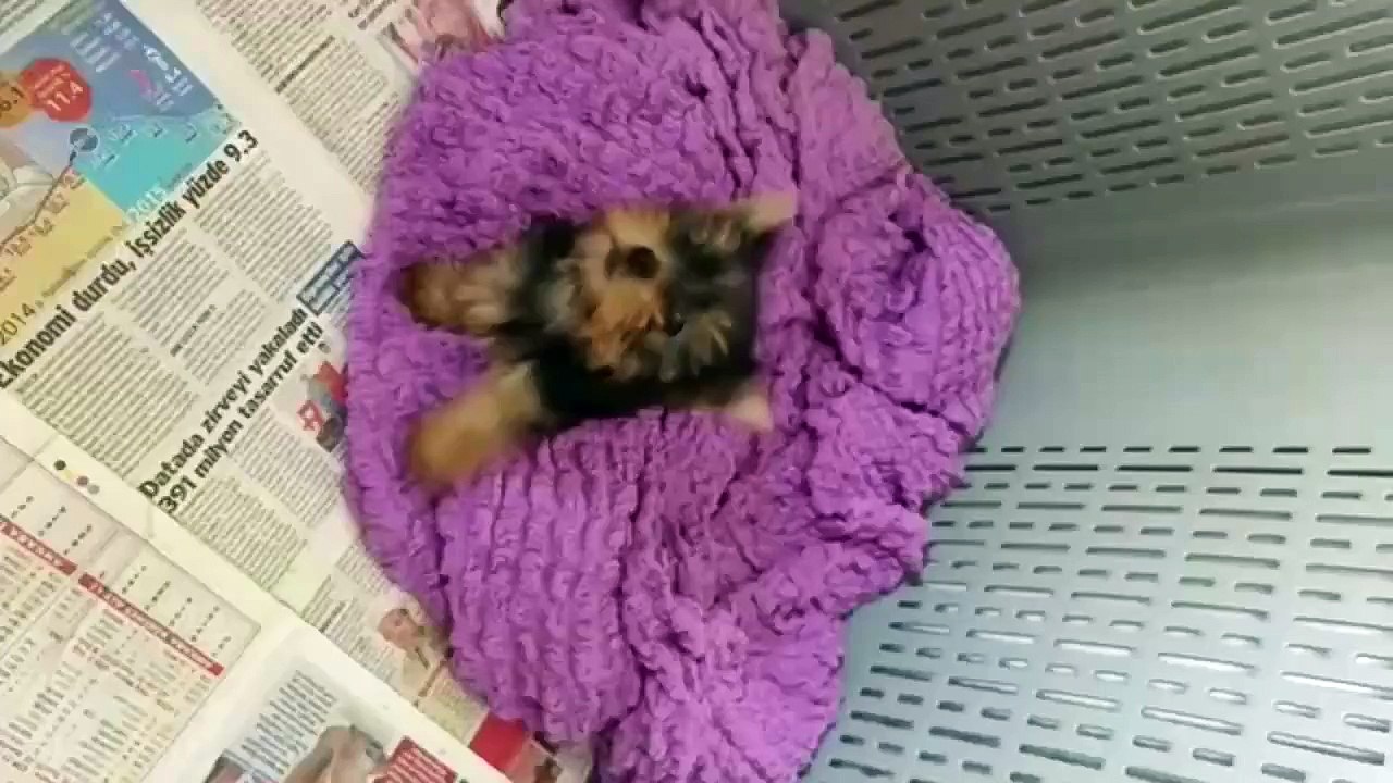 Satilik Teacup Yorkshire Terrier Yavrulari 05323382169