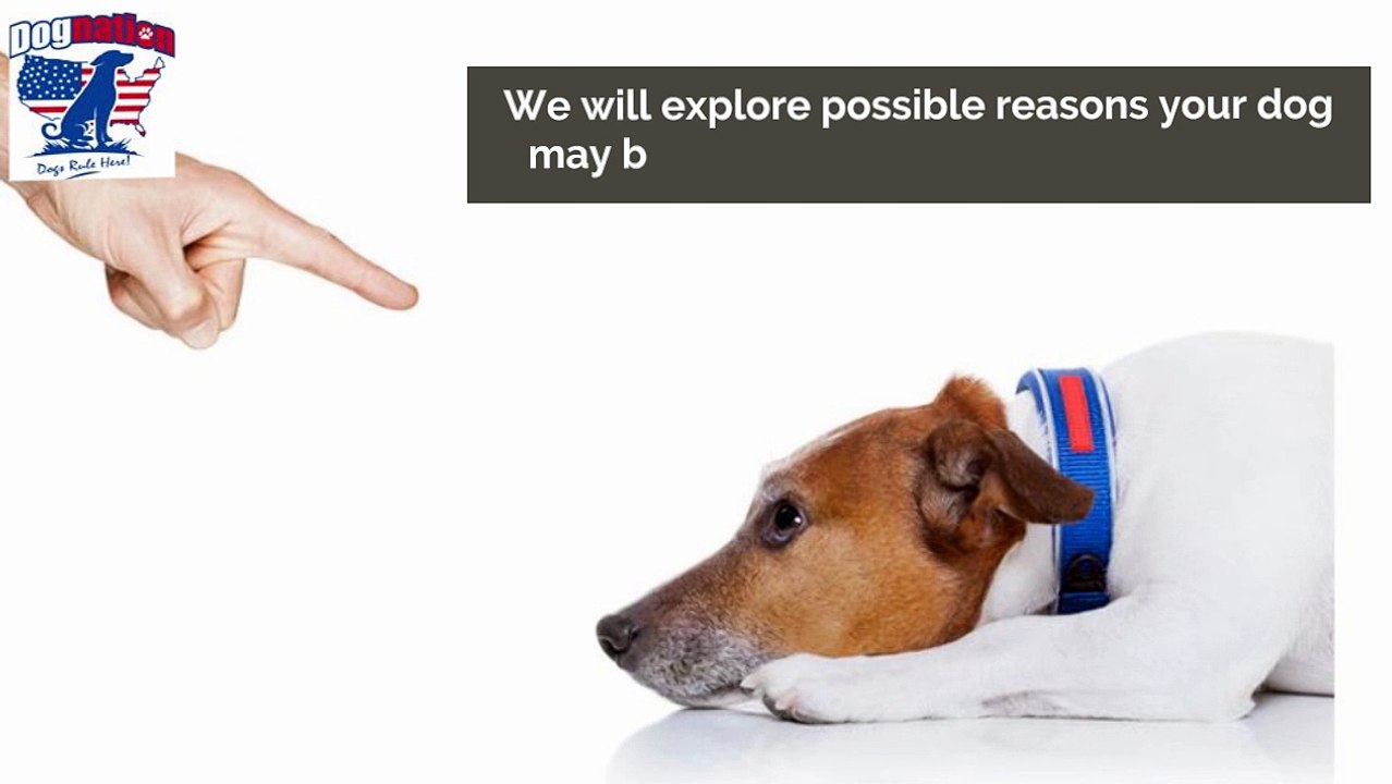 Aggressive Dog Behavior Training-Dognation.net