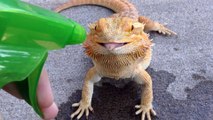 Un lézard boit l'eau que lui envoi son maitre avec son spray...