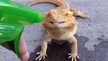 Lizard licks water from a water Spray fired by a guy