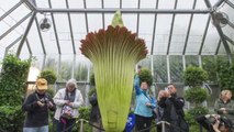 Visitors flock to 'dirty diaper' smell of blooming corpse flower