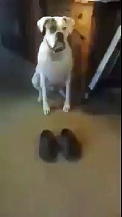 Awesome Dog Walk.