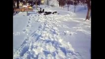 Best Of Cute Funny Cats & Dogs Playing in Snow HUGE 19 min Compilation