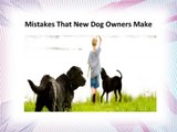 Naperville Animal Hospital - Mistakes that are done by Dog Owners