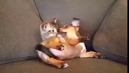 Kedi ve köpek ( Cat and dog)