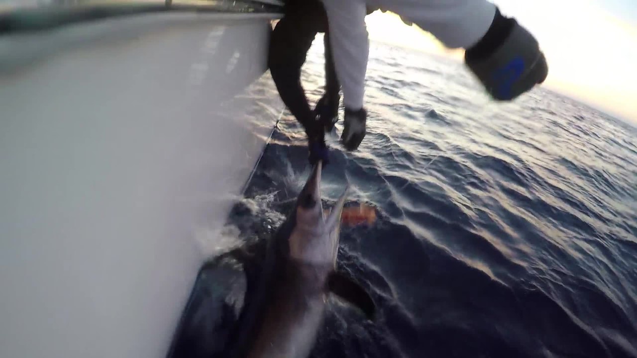 VIDEO: The Quest for 1,000 Swordfish